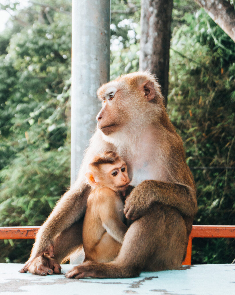 Scimmia con cucciolo in Thailandia come nomade digitale
