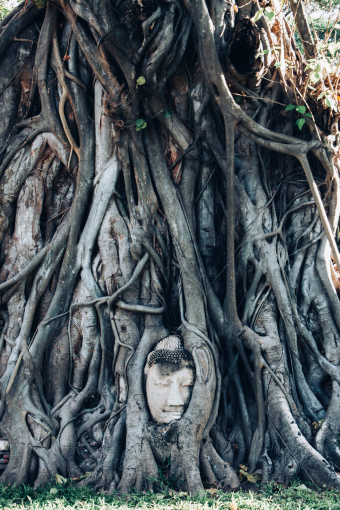 Wat Mahathat - Testa del Buddha nell'albero