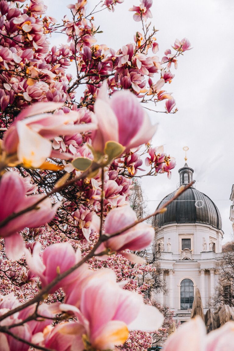 Fiori di magnolia in primavera a Salisburgo