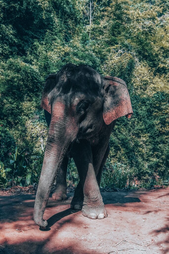 Elefante in un santuario in Thailandia come nomade digitale