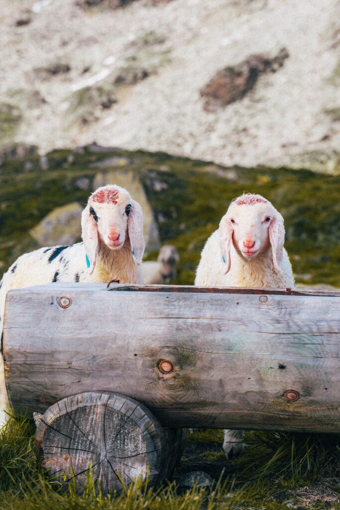 Pecorelle in Austria