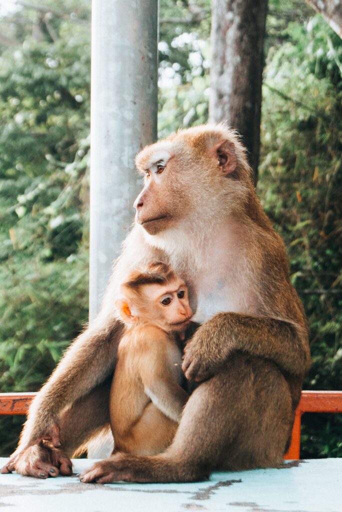 Scimmia con cucciolo in Thailandia come nomade digitale