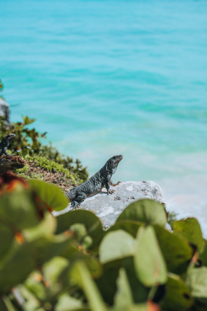 Iguana sulle rovine Maya di Tulum affacciate sui Caraibi