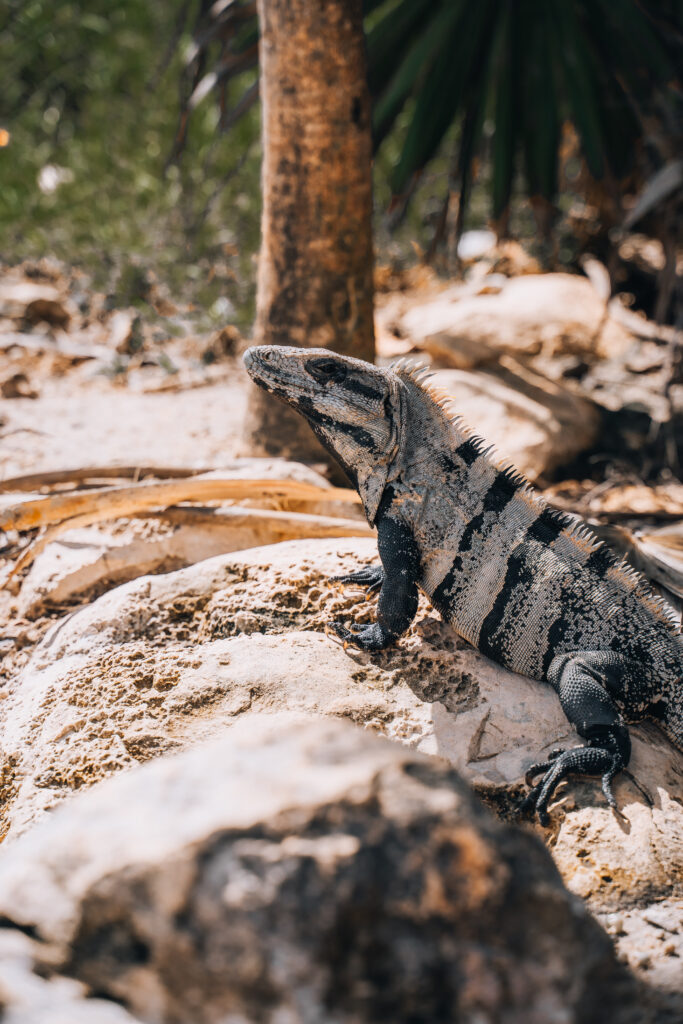 Iguana tra le rovine Maya di Tulum