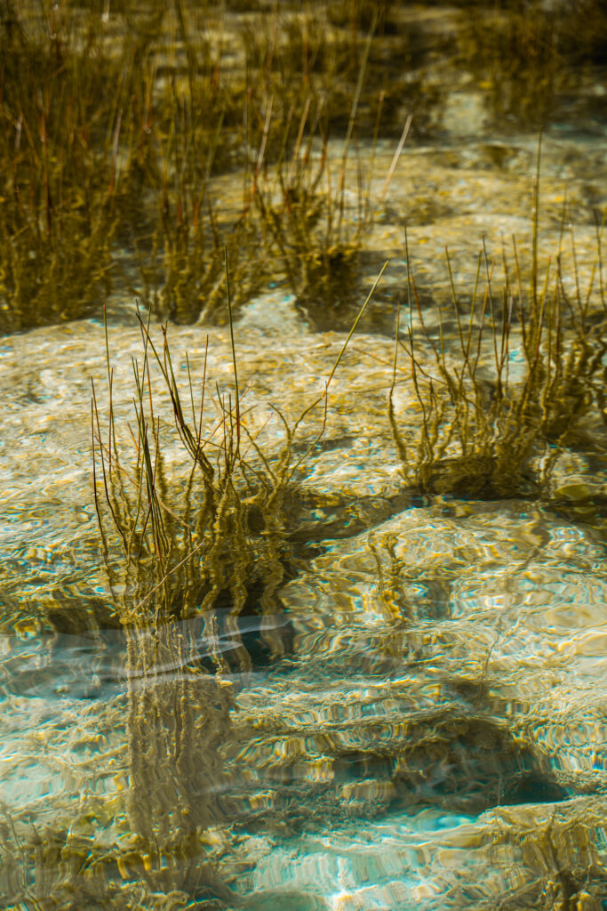 Stromatoliti nella Laguna di Bacalar