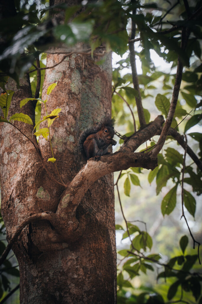 Animali nel parco di Tikal Guatemala