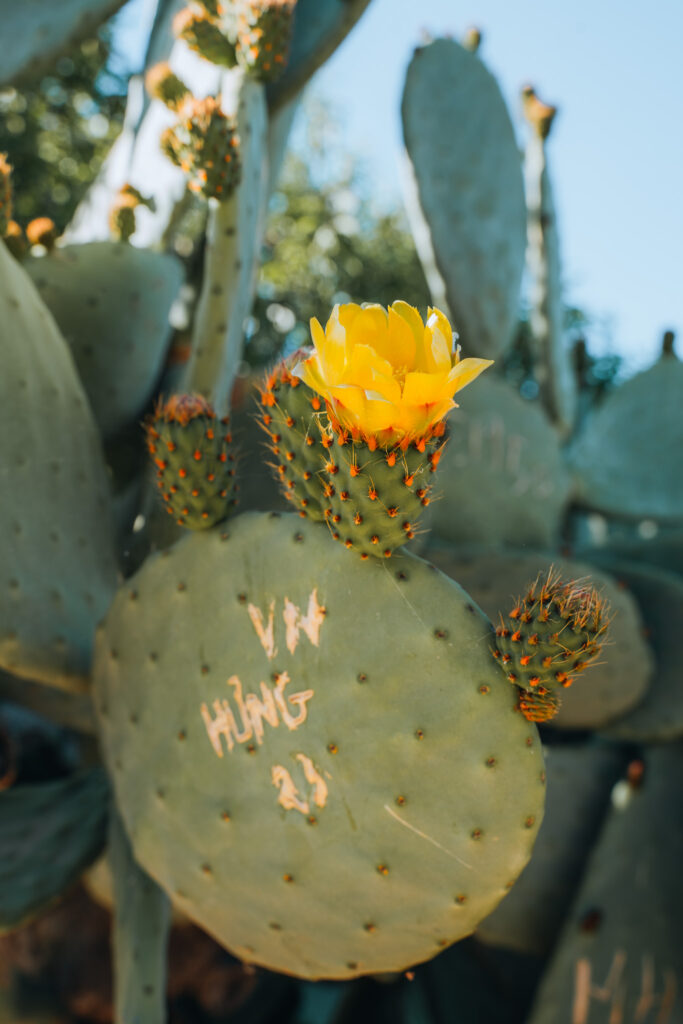 Cactus con fiore giallo nella Valle dei Templi