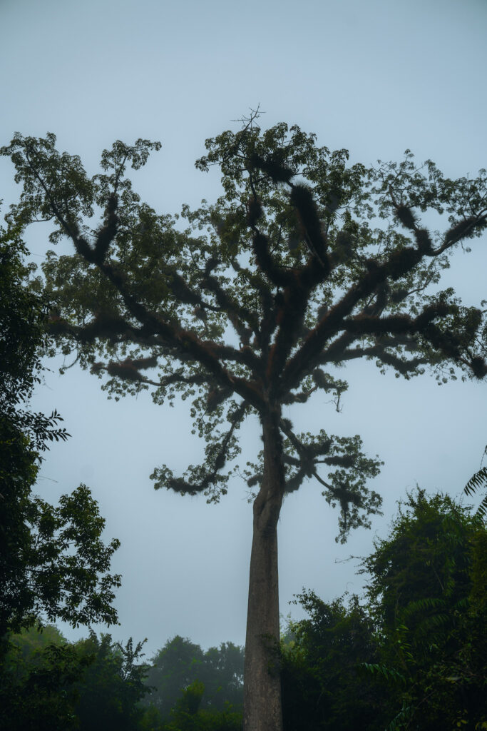 Ceiba albero sacro per i Maya a Tikal