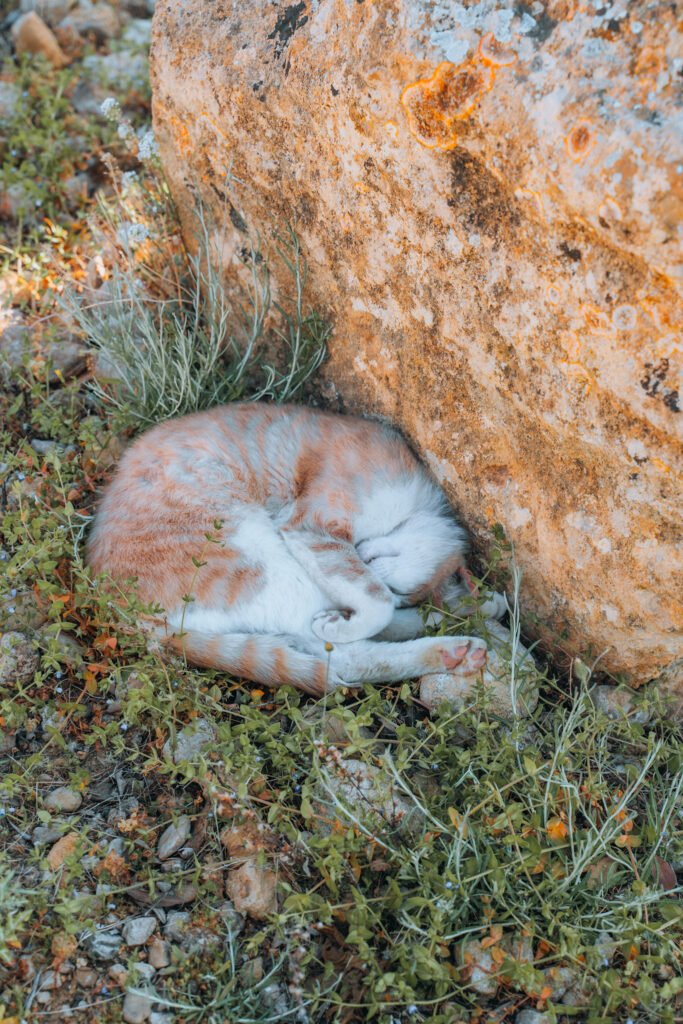 Gatto addormentato nella Valle dei Templi in Sicilia