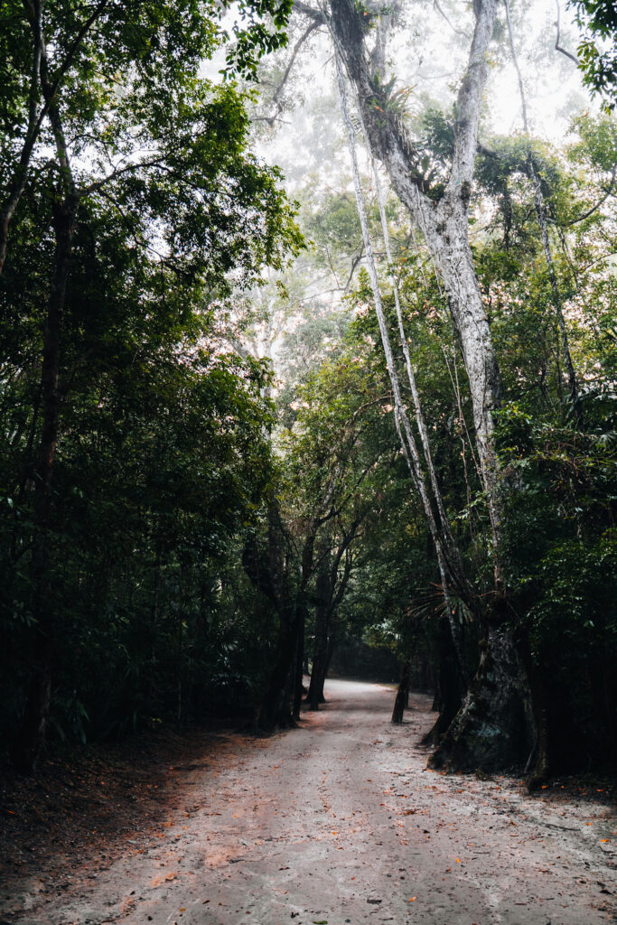 Tikal nella giungla di Peten