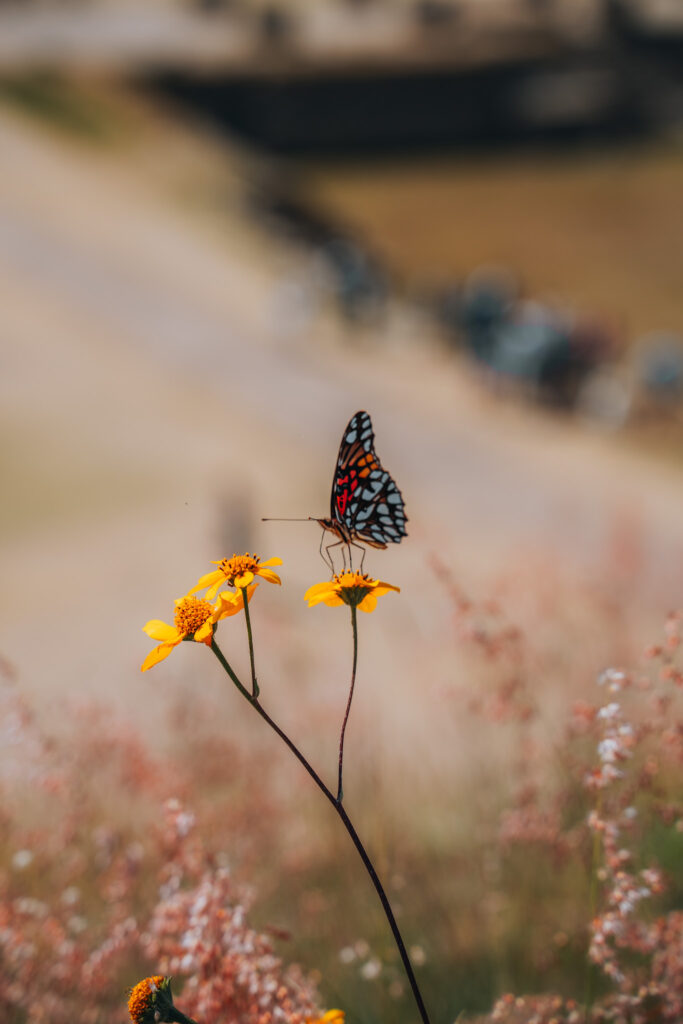 Farfalla a Monte Alban
