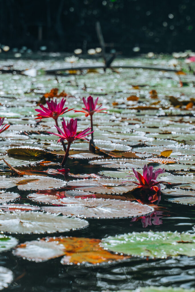 Fiori di loto sul Rio Dulce