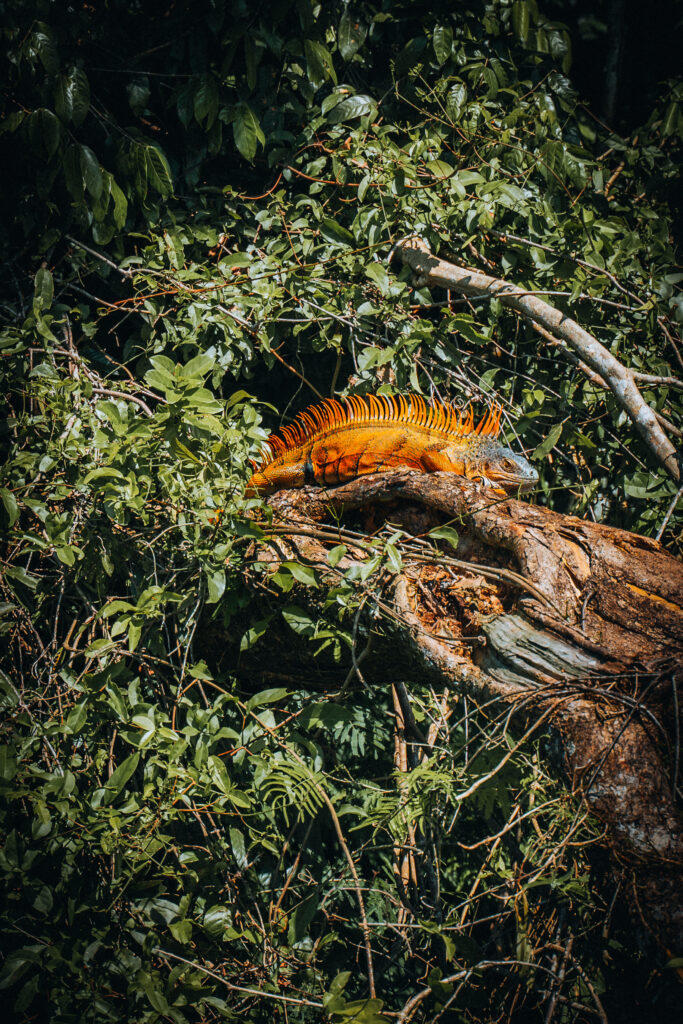 Iguana sul Rio Dulce Guatemala