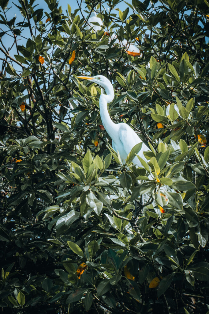 Uccello sul Rio Dulce