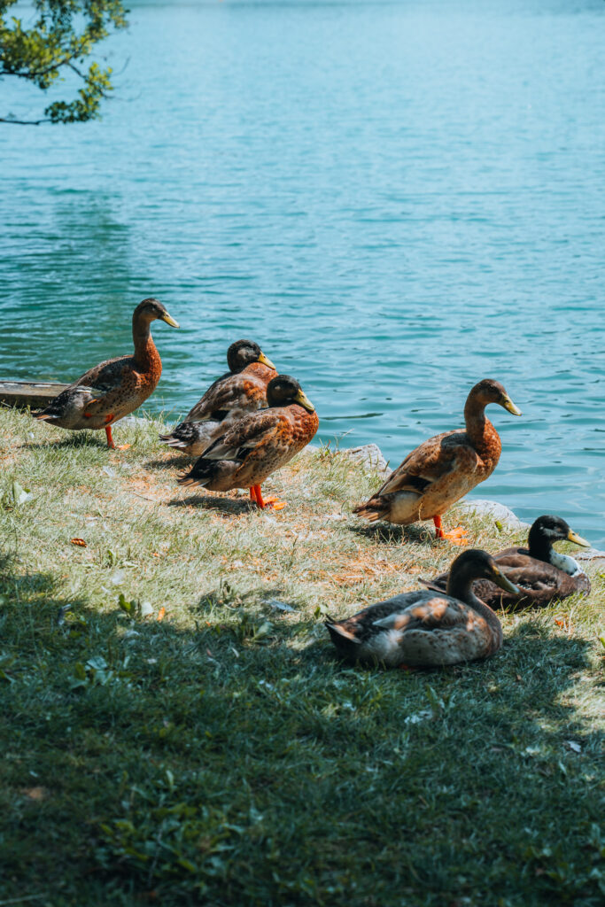 Anatre lago di Bled